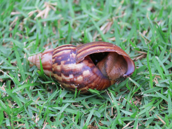 Close-up of snail on grassy field