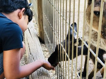 Side view of boy feeding through fence