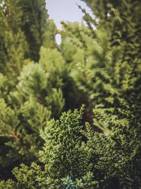 Close-up of plant growing on tree