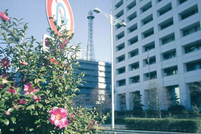 Flowers growing in front of building