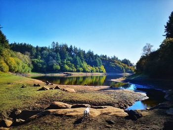 Scenic view of lake against clear blue sky