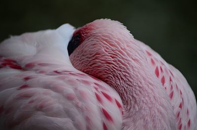 Close-up of a bird