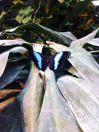 Close-up of bird perching on branch