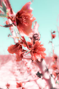 Close-up of pink cherry blossoms