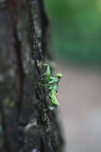 Close-up of insect on tree trunk