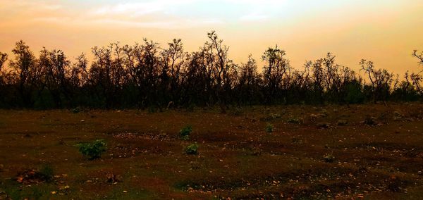 Plants growing on field against sky during sunset