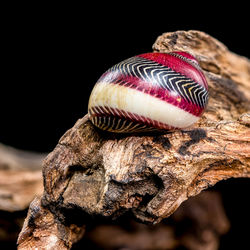 close-up
