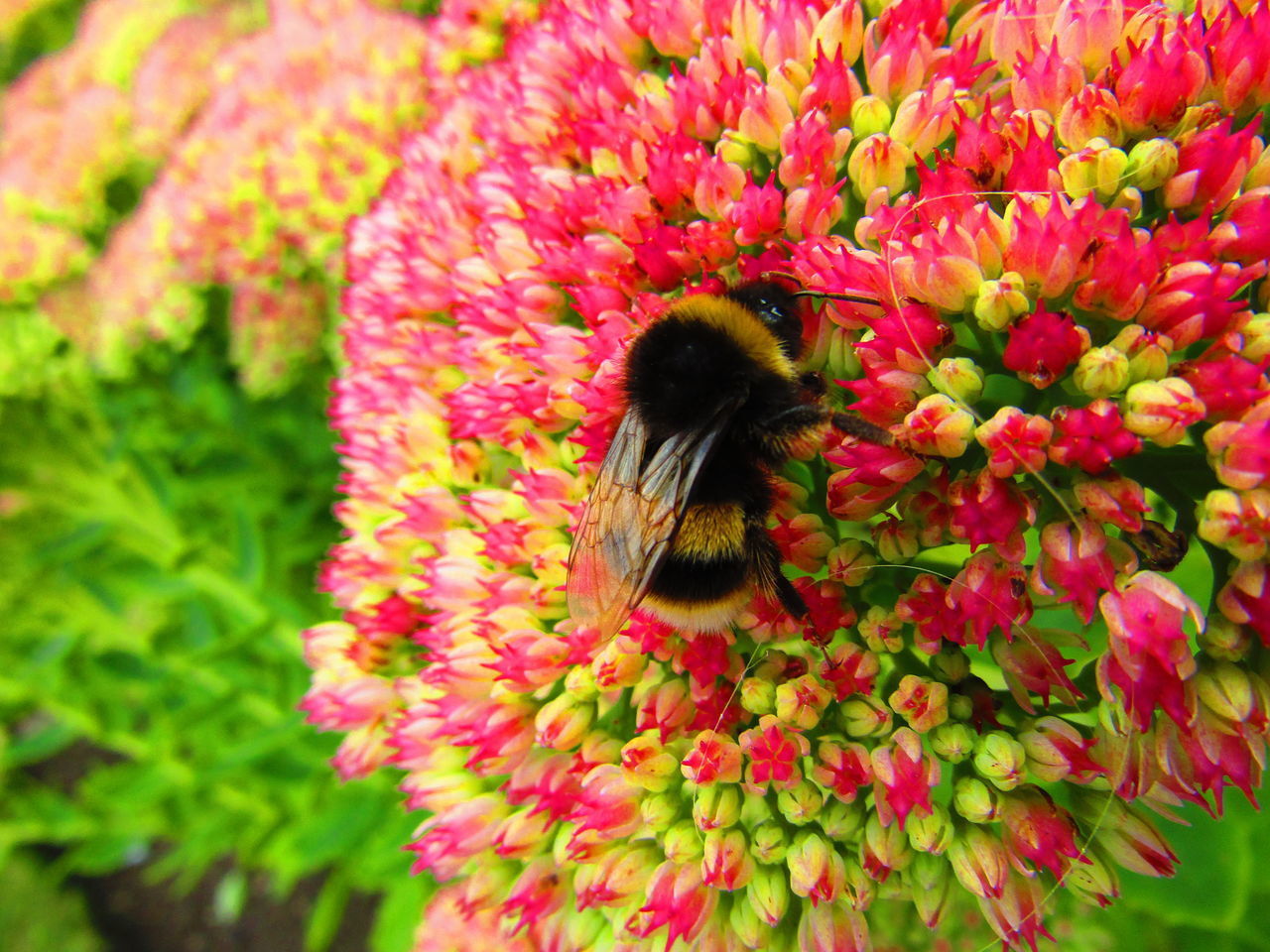 CLOSE-UP OF HONEY BEE POLLINATING FLOWER