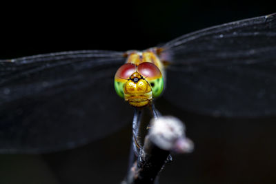 Close-up of an insect over black background