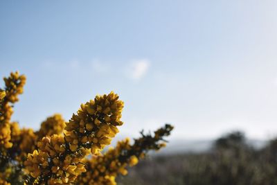 Close-up of yellow flowers blooming on field against sky