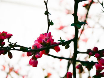 Close-up of pink cherry blossom