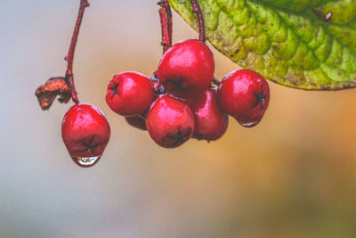 Close-up of wet cherries on tree