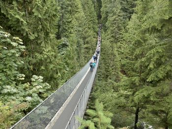 High angle view of trees in forest