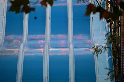 Reflection of palm trees on blue window