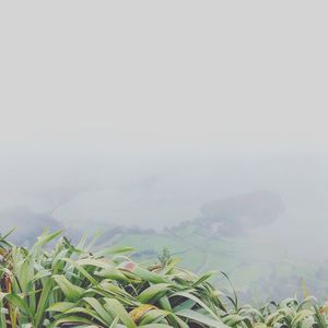 Plants growing on land against sky