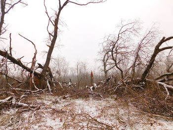 Bare trees on landscape