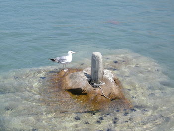 Seagull on rock