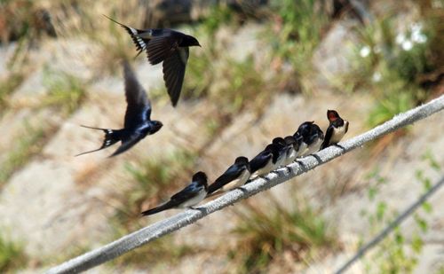 Birds perching on a bird