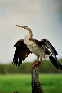 Close-up of bird flying against sky