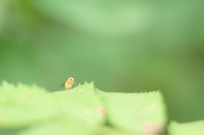 Close-up of insect on leaf