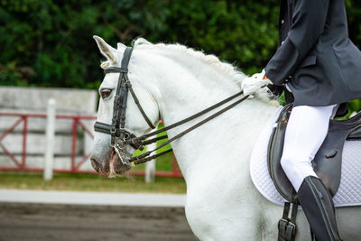 Close-up of horse standing on field