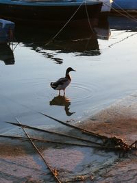 Bird in lake