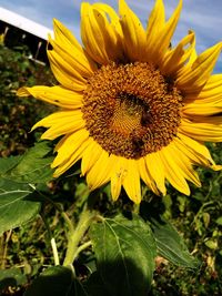 Close-up of bee on sunflower