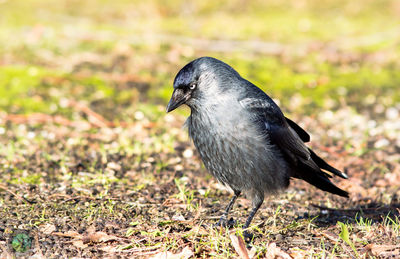 Close-up of black bird on field