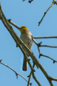 Low angle view of bird perching on branch against sky