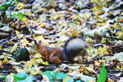 Close-up of squirrel on leaves