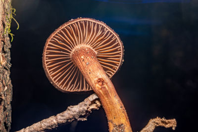 Close-up of mushroom, chroogomphus gills