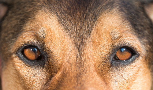 Close-up portrait of dog