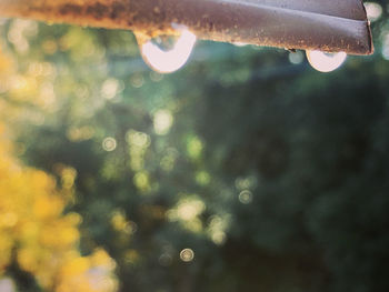 Close-up of raindrops on plant