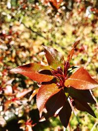 Close-up of red flowering plant leaves on field