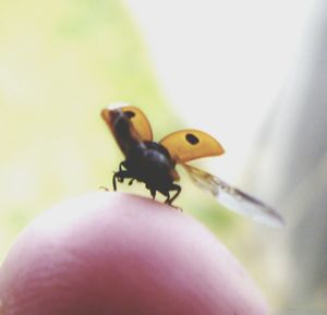 Close-up of ladybug