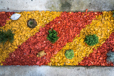 High angle view of multi colored wooden shavings and plants decoration