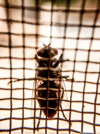 Close up of plant against blurred background