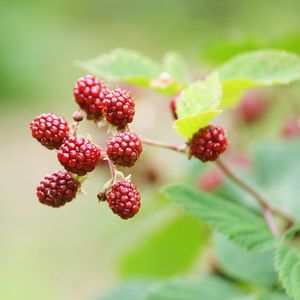 Close-up of red berries growing on tree