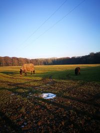 Cows grazing on field against clear sky