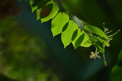 Close-up of green leaves on plant