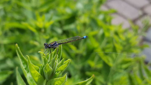 Close-up of dragonfly on plant