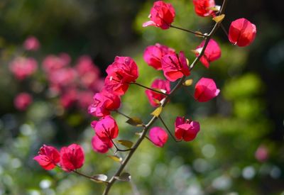 Close-up of pink flowers blooming outdoors