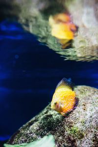 Close-up of turtle underwater