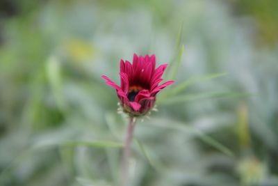 Close-up of red flower blooming outdoors