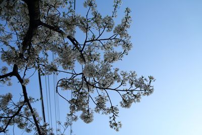 Low angle view of tree against clear sky