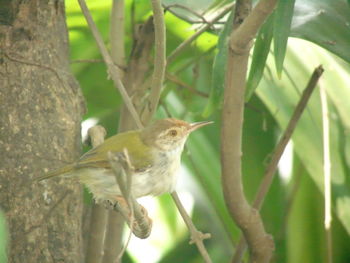Close-up of bird perching on tree