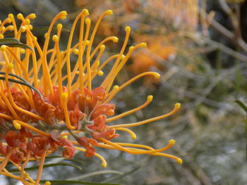 Close-up of orange flower against sea