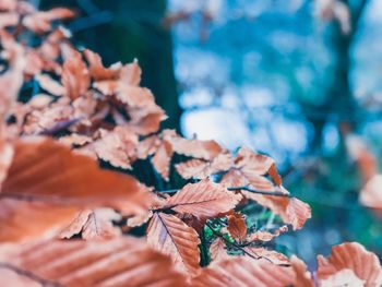 Close-up of dry leaves on plant during autumn