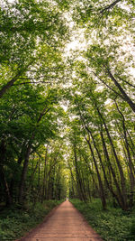 Walkway amidst trees in forest