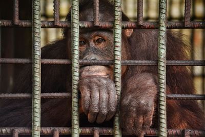 Portrait of monkey in cage